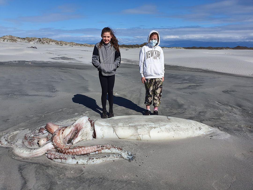Giant squid appeared on the coast of New Zealand - TMIA - Tauranga