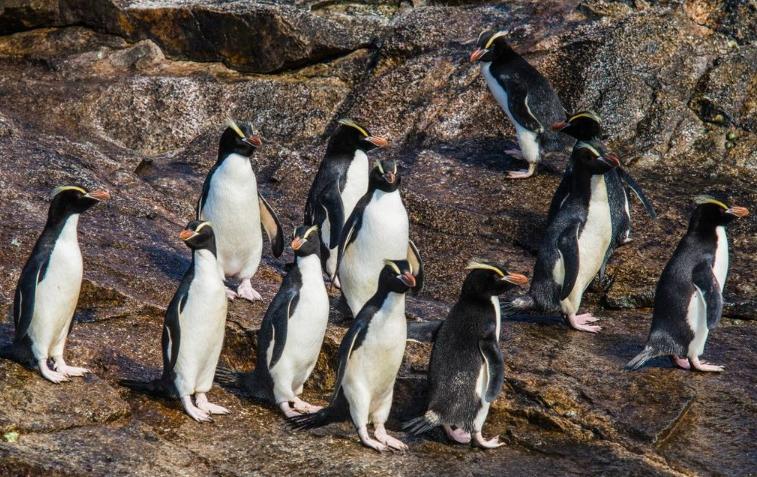 New Zealand Penguins Discard Their First Egg