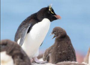 New Zealand Penguins Discard Their First Egg