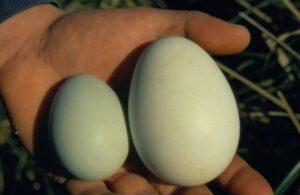 New Zealand Penguins Discard Their First Egg