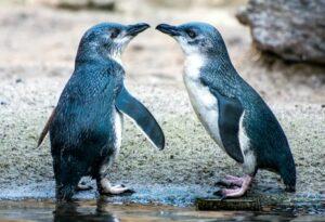 Kororā penguins mingle in Hawkes Bay (New Zealand)